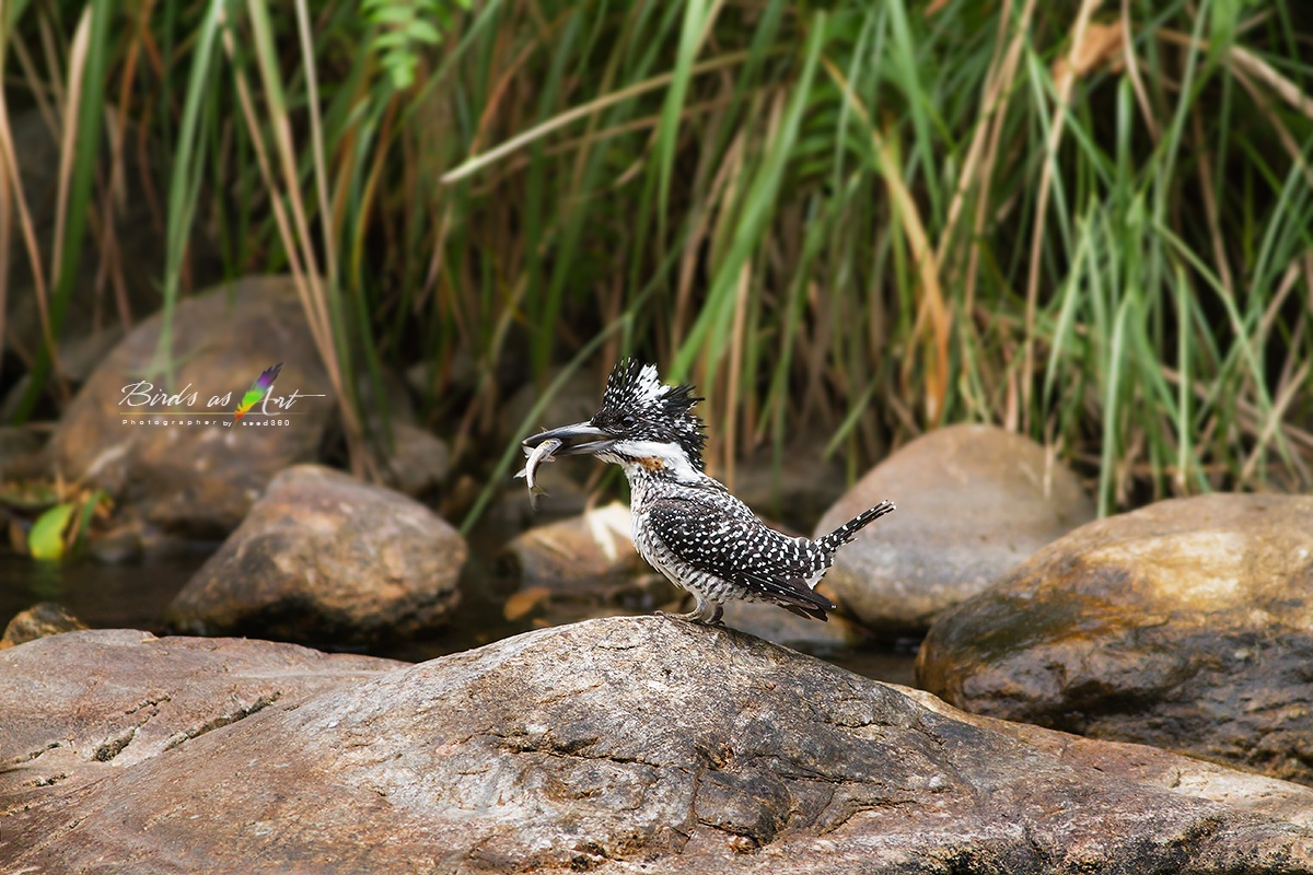 Crested kingfisher in thailand