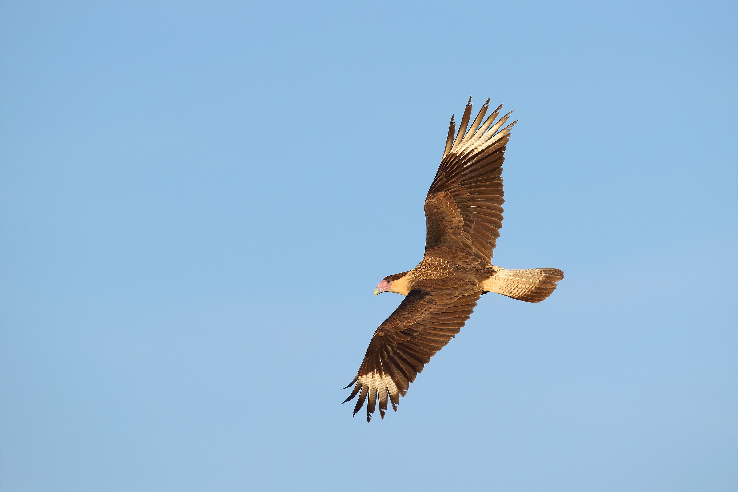 Crested Caracara 2