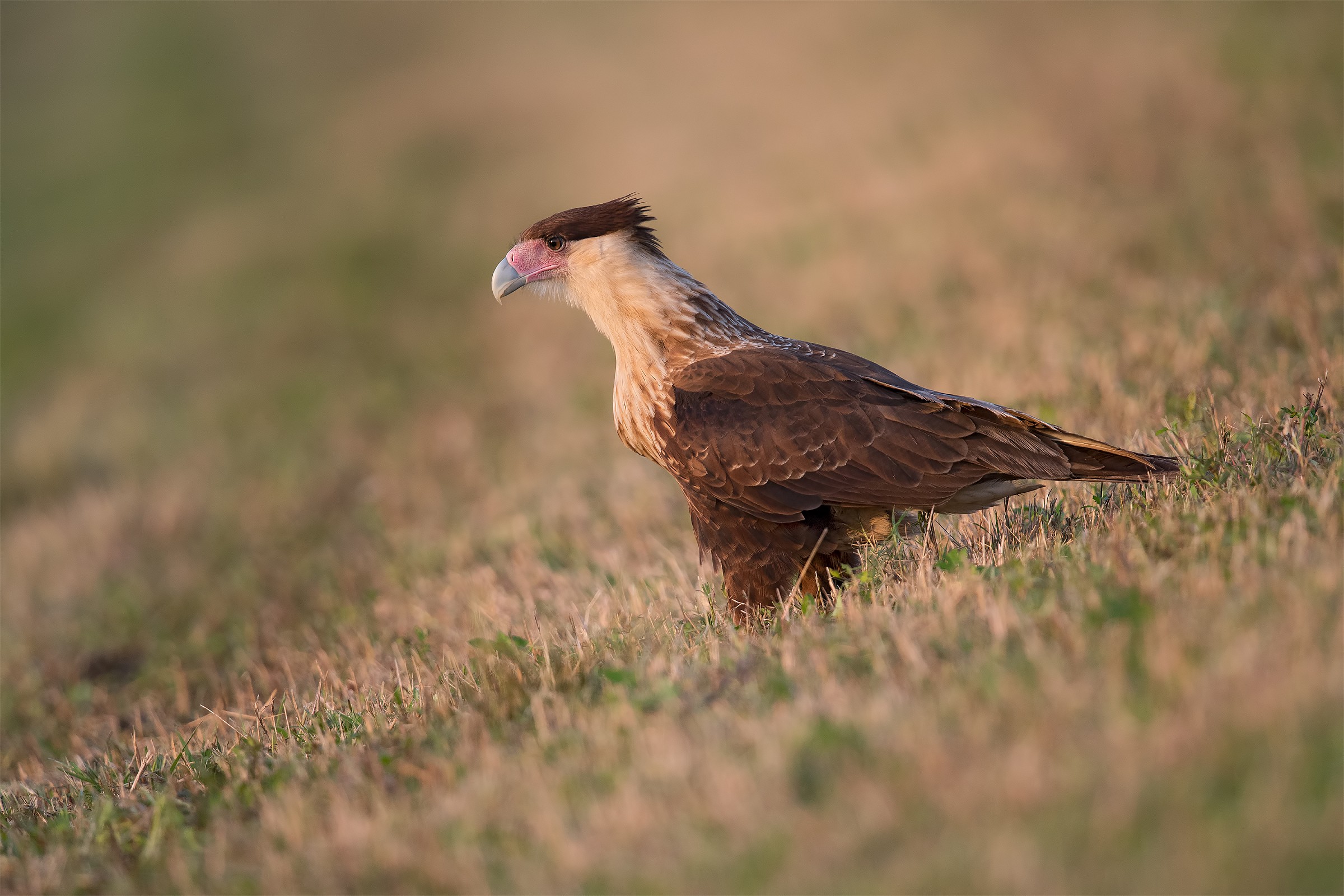 Crested Caracara 3
