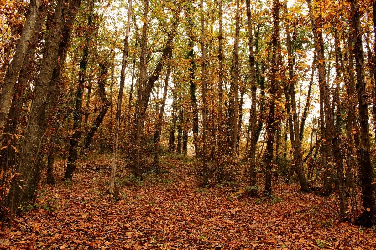 Bosco d'autunno