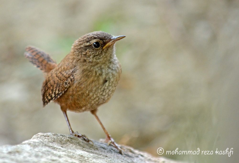 wren
