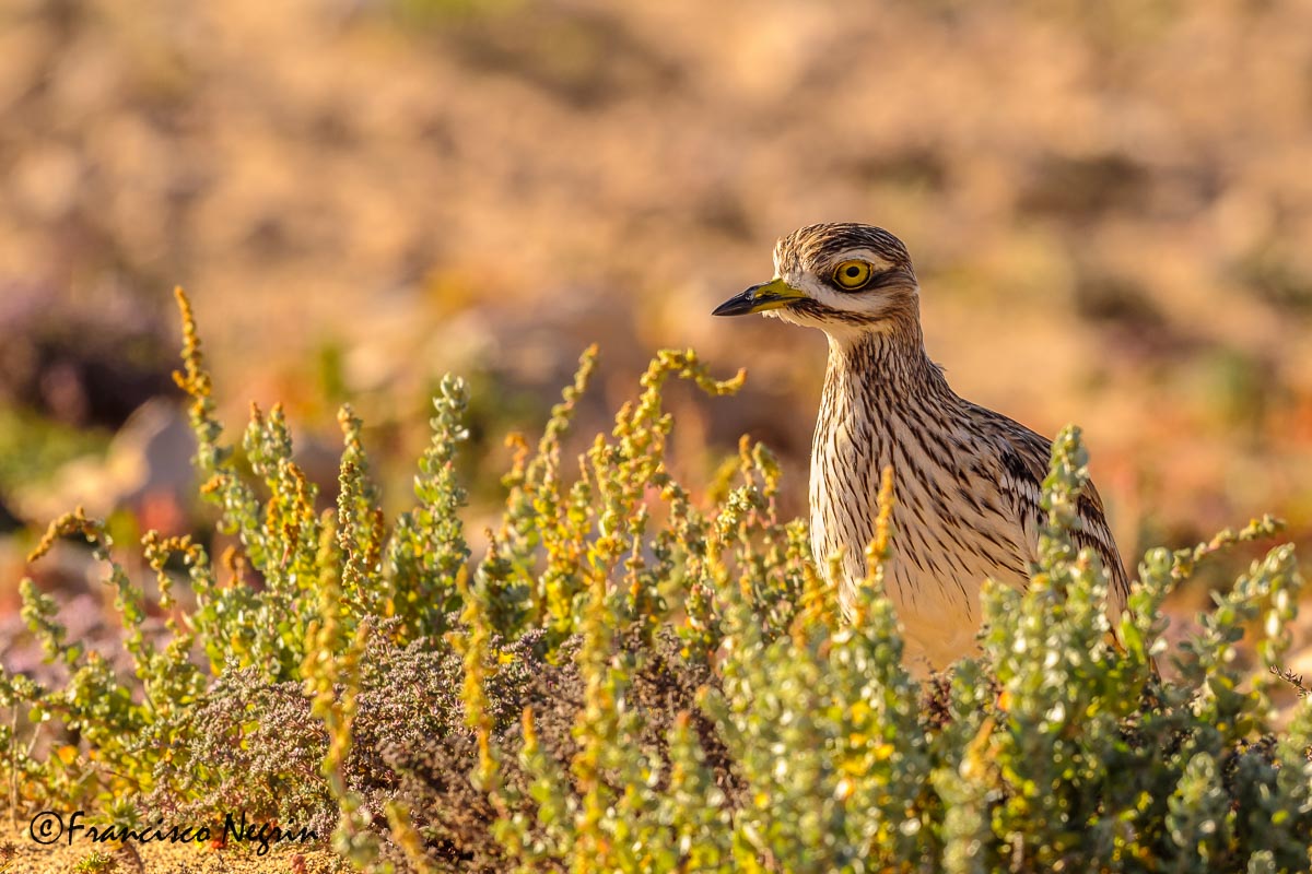 Stone curlew
