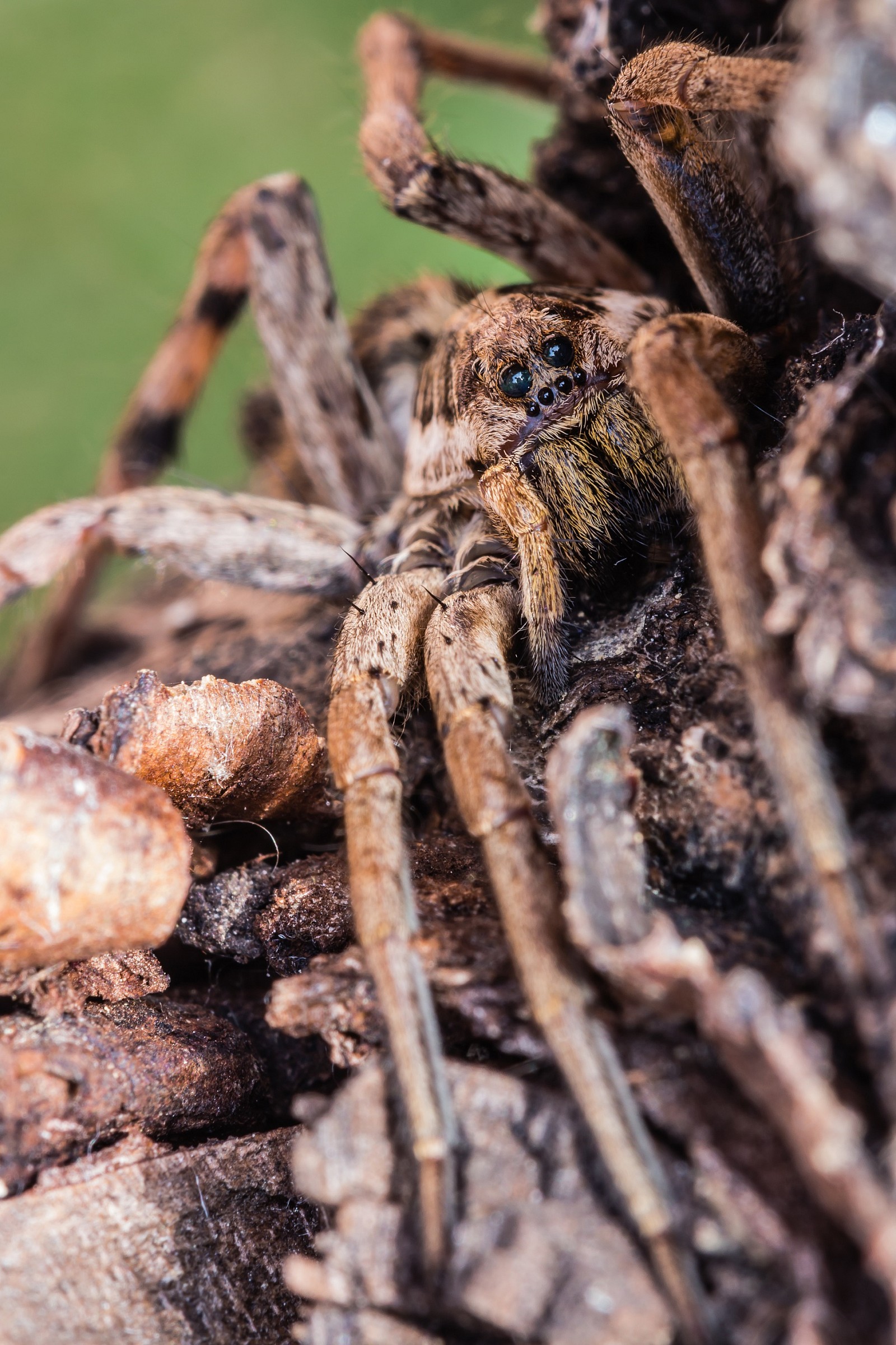 Looks: false tarantula