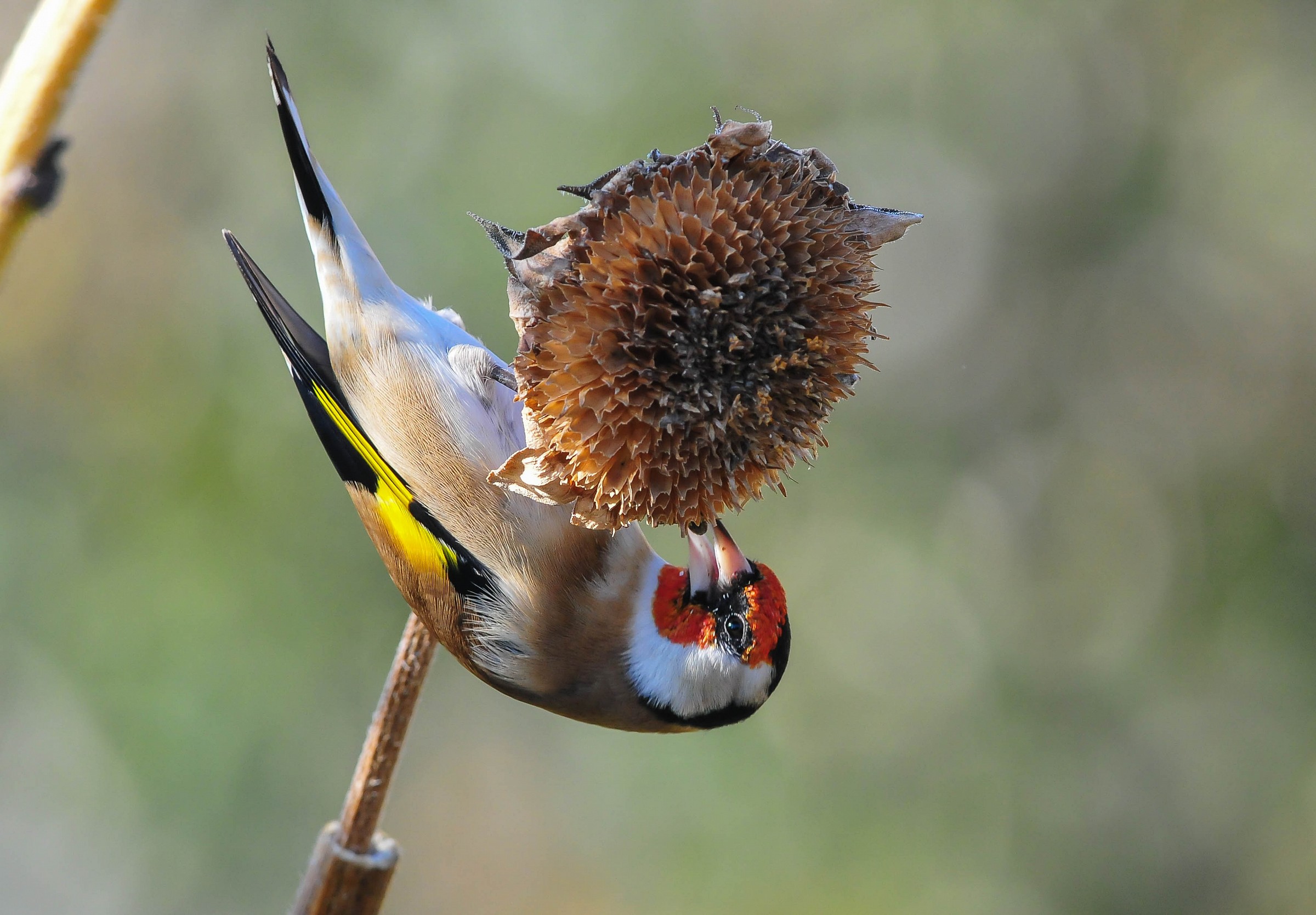 Goldfinch
