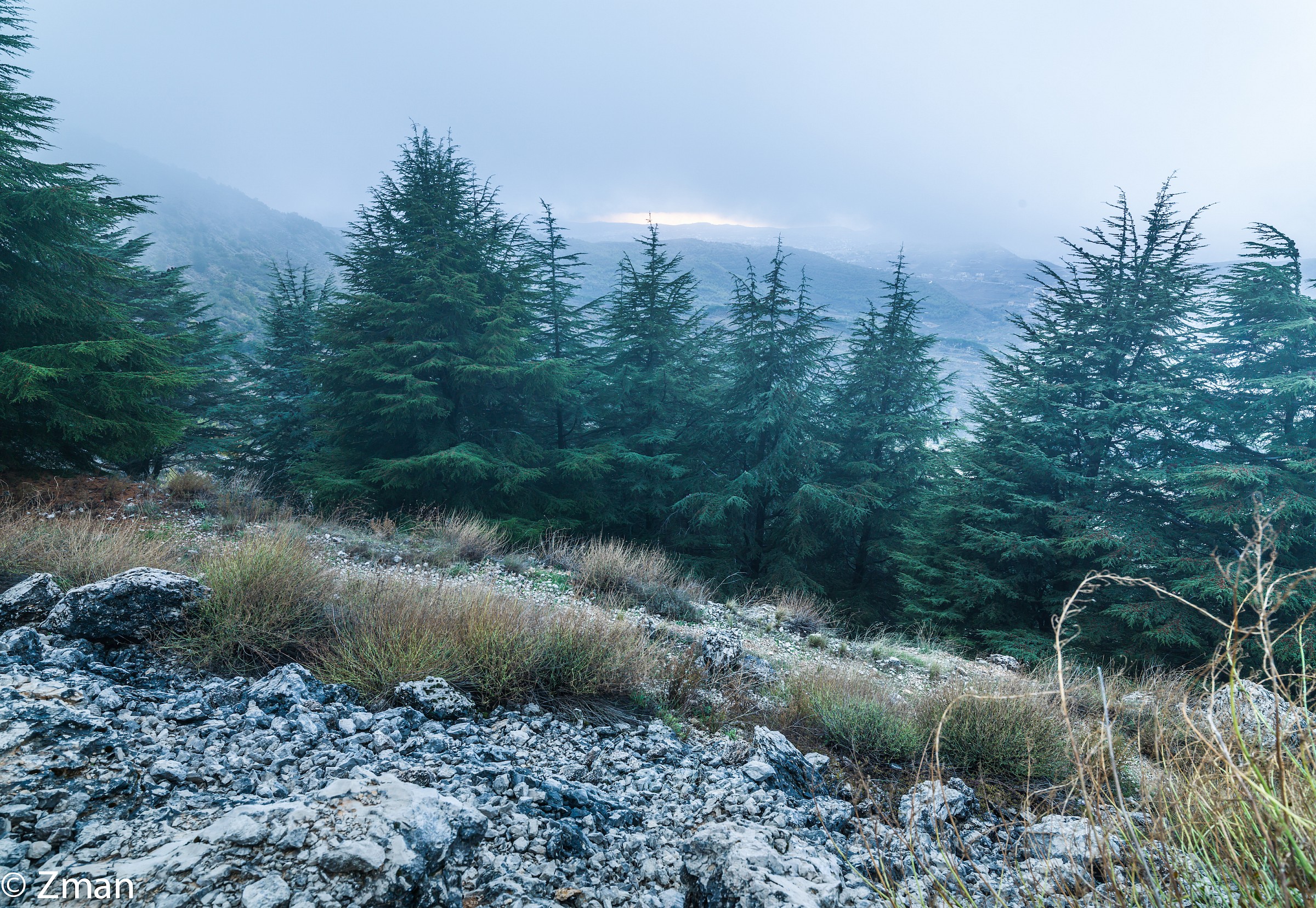 I cedri del Al Barouk