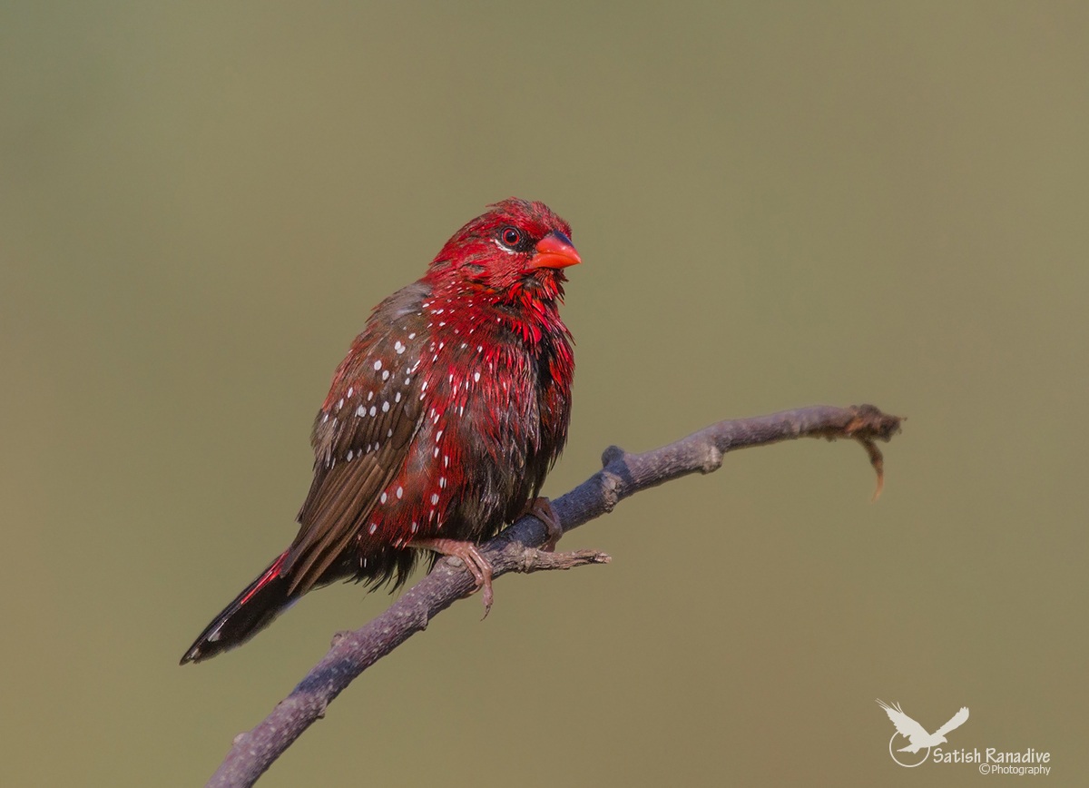 Sensazione di freschezza: Fragola Finch dopo il bagno.