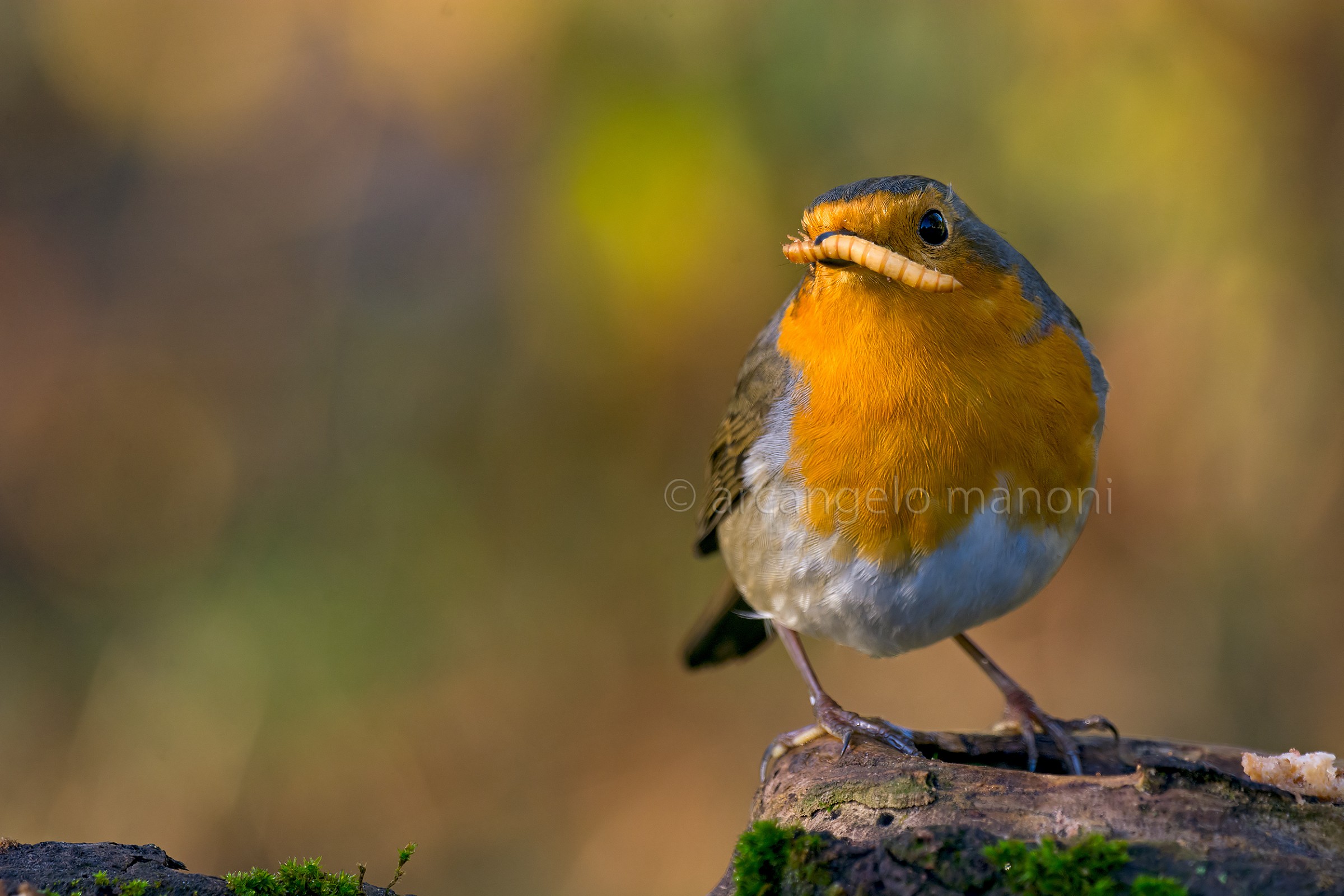 L'ingordigia si chiama pettirosso
