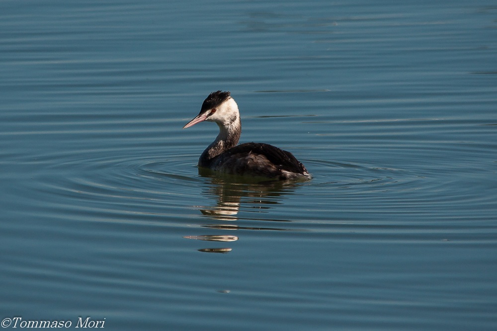 Svasso maggiore, Podiceps cristatus