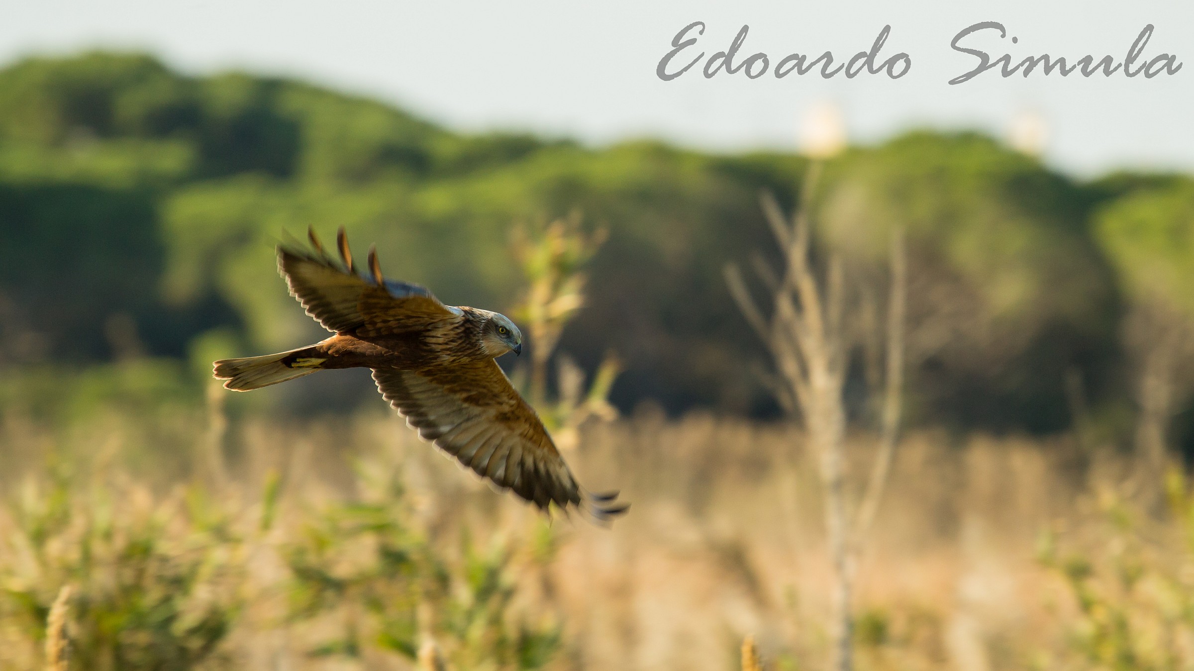 Prima prova con il Canon 100-400