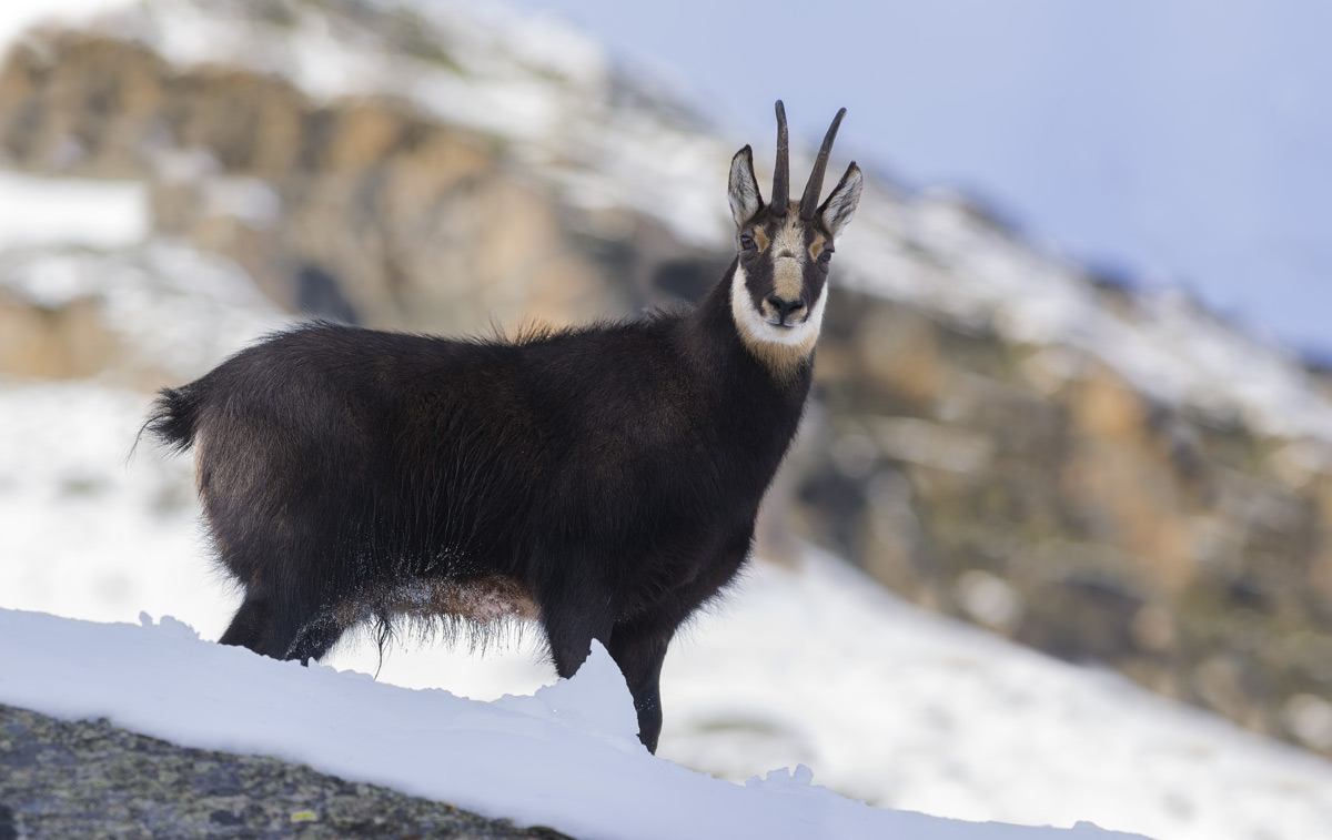 Chamois