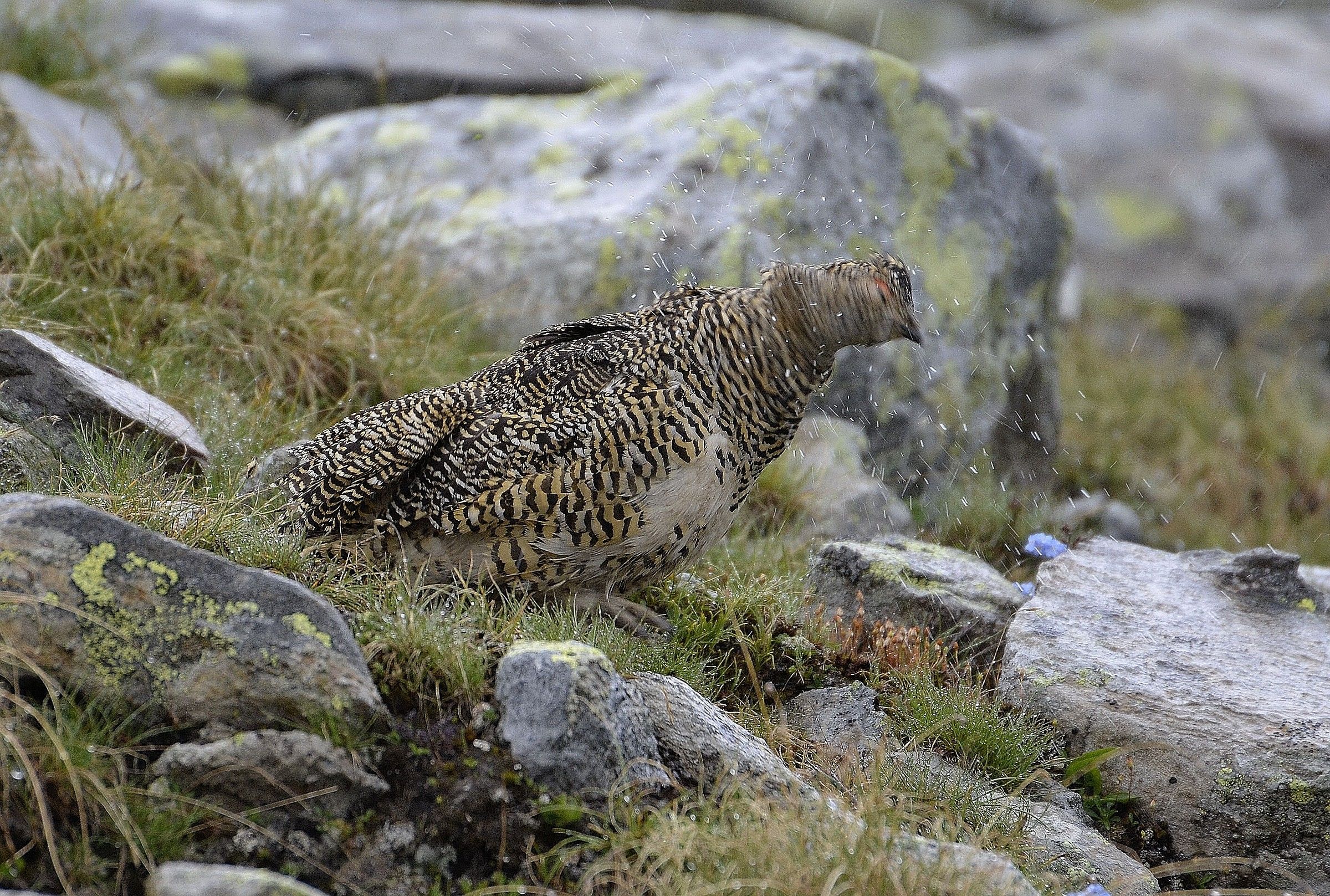 female ptarmigan