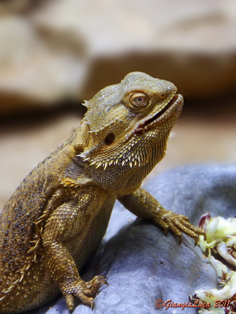 Con i bambini allo Zoo 16