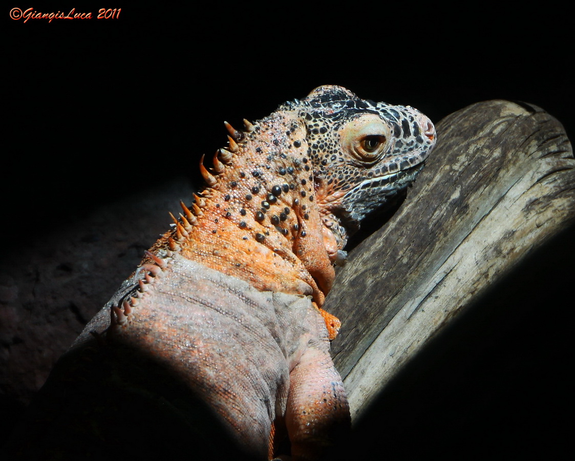 Con i bambini allo Zoo 18