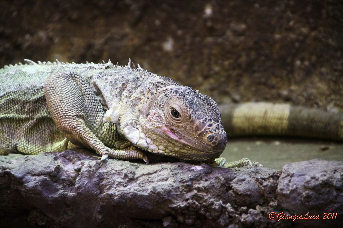 Con i bambini allo Zoo 19