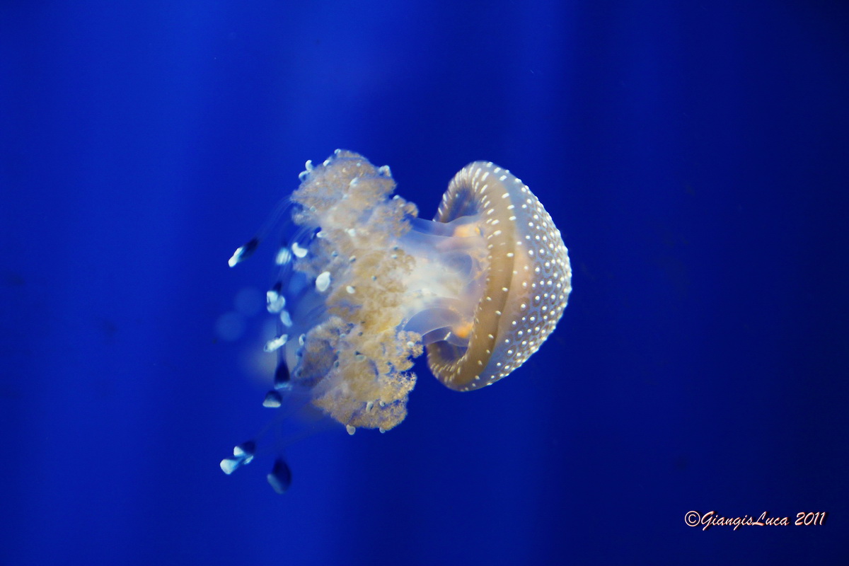 Con i bambini all'acquario 01