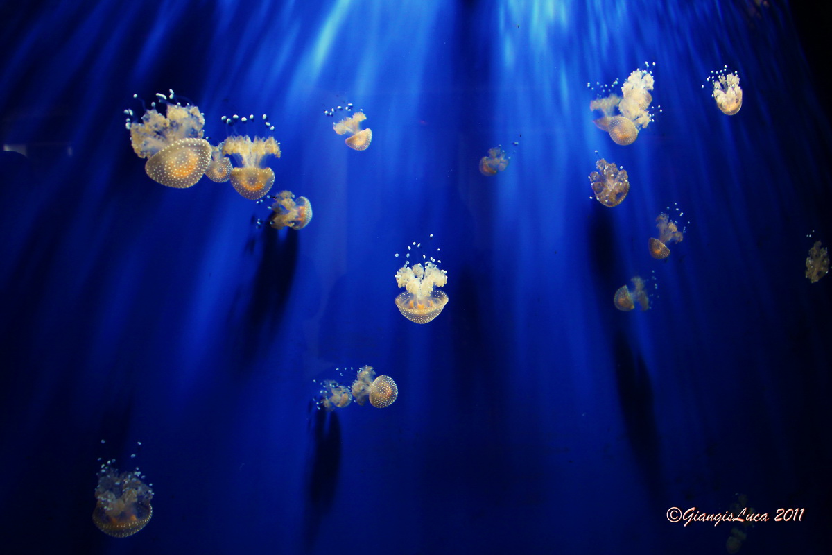 Con i bambini all'acquario 02