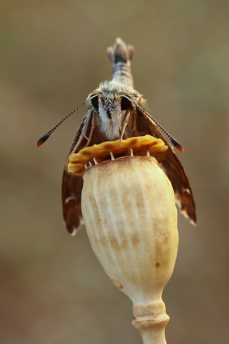 Carcharodus alceae II