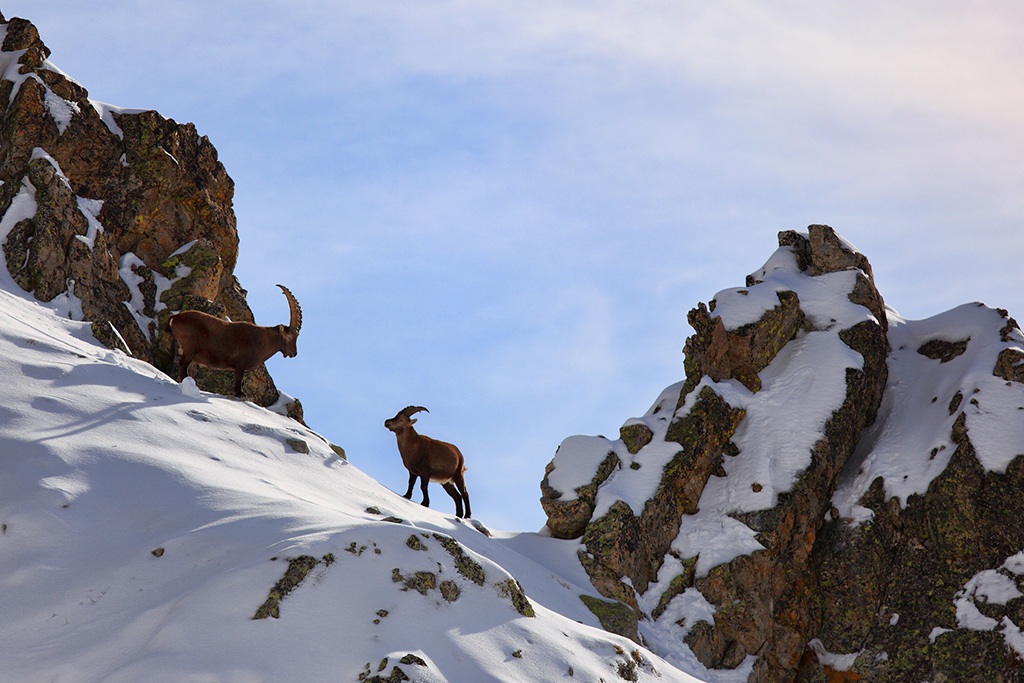 Ibex in the winter (breeding)