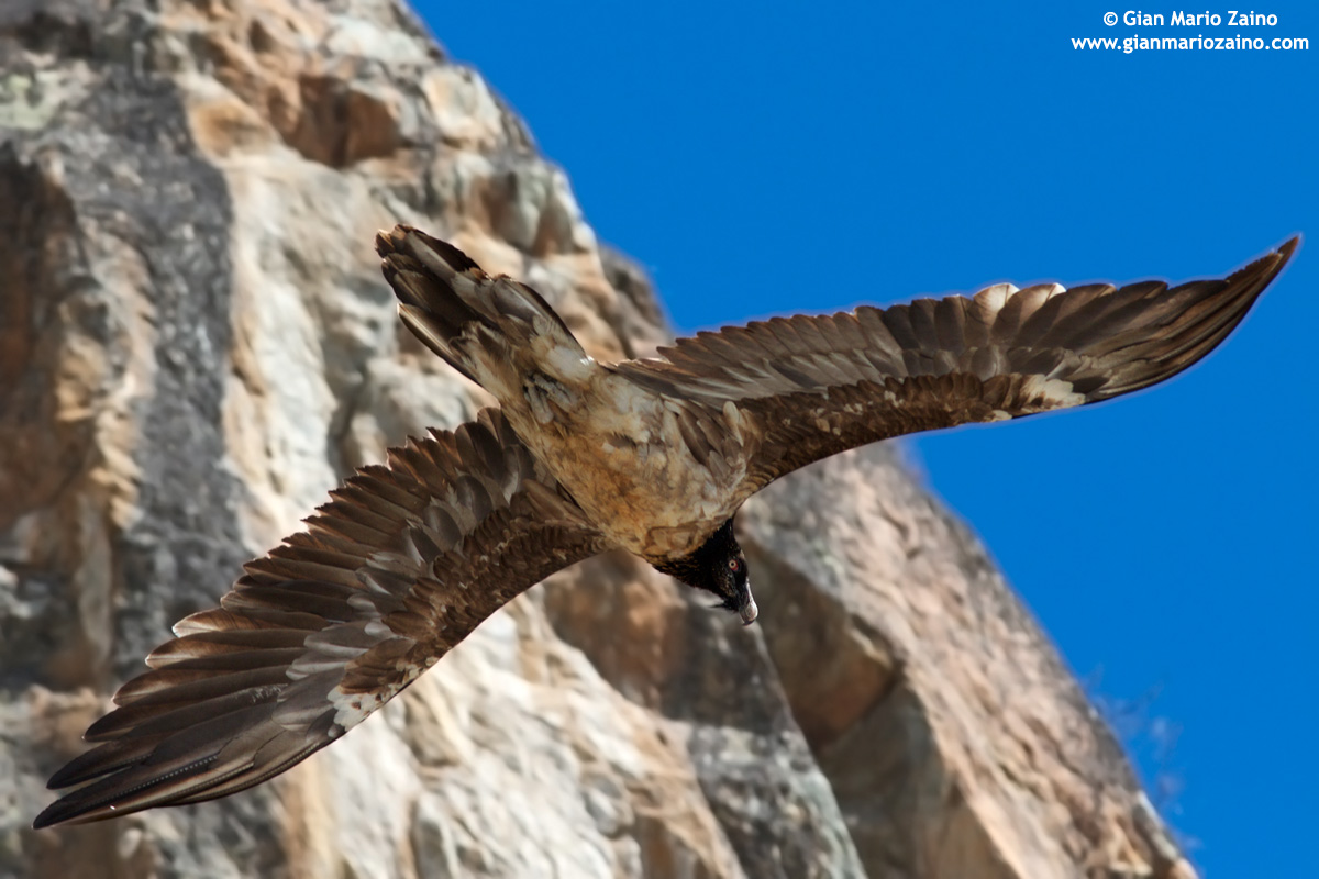 Gypaetus barbatus / Vulture - Lammergeier