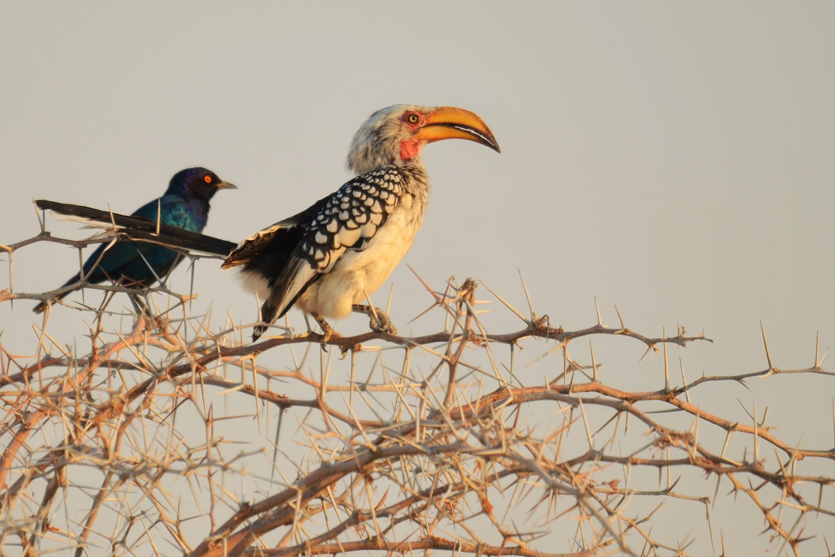 Etosha. Yellow-billed Hornbill in the company of the reversa...