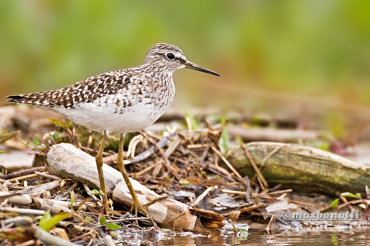 Sandpiper