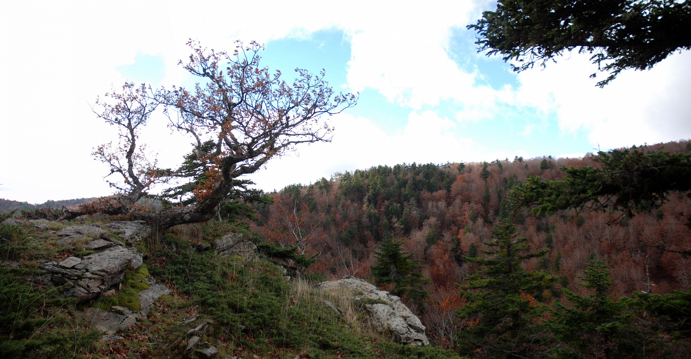Parco aspromonte 21