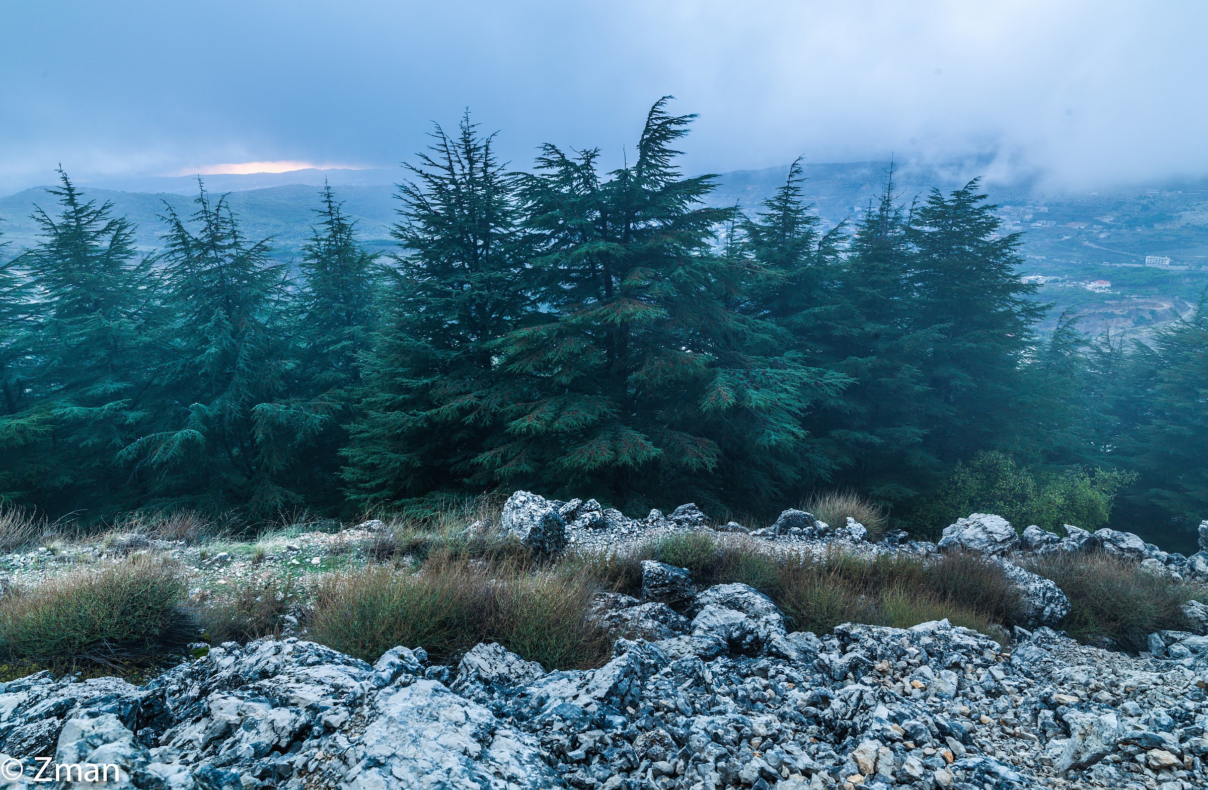 I cedri del Al Barouk