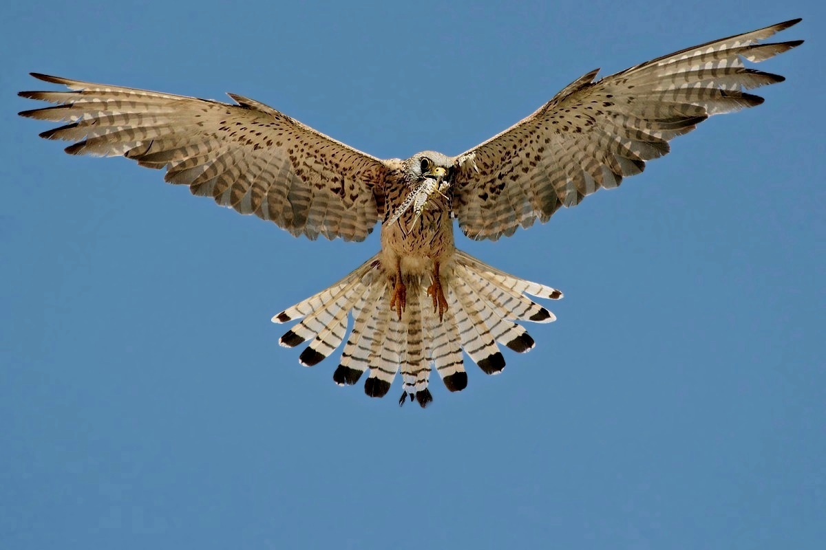 Lesser Kestrel with prey curious