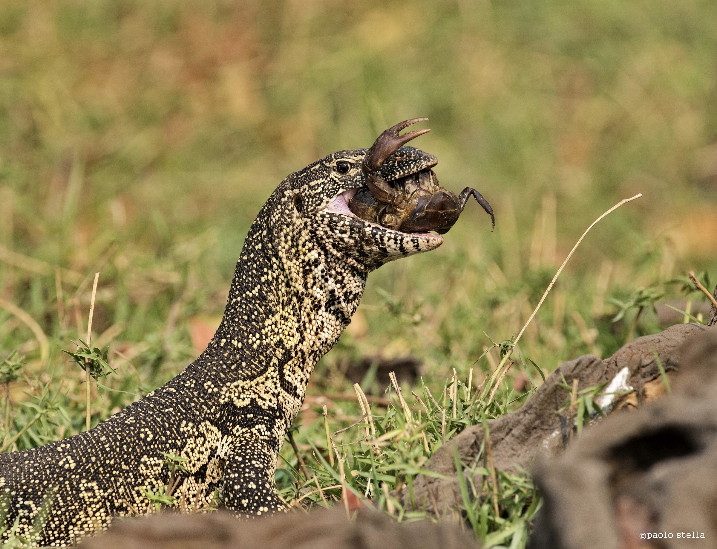 varano con il granchio
