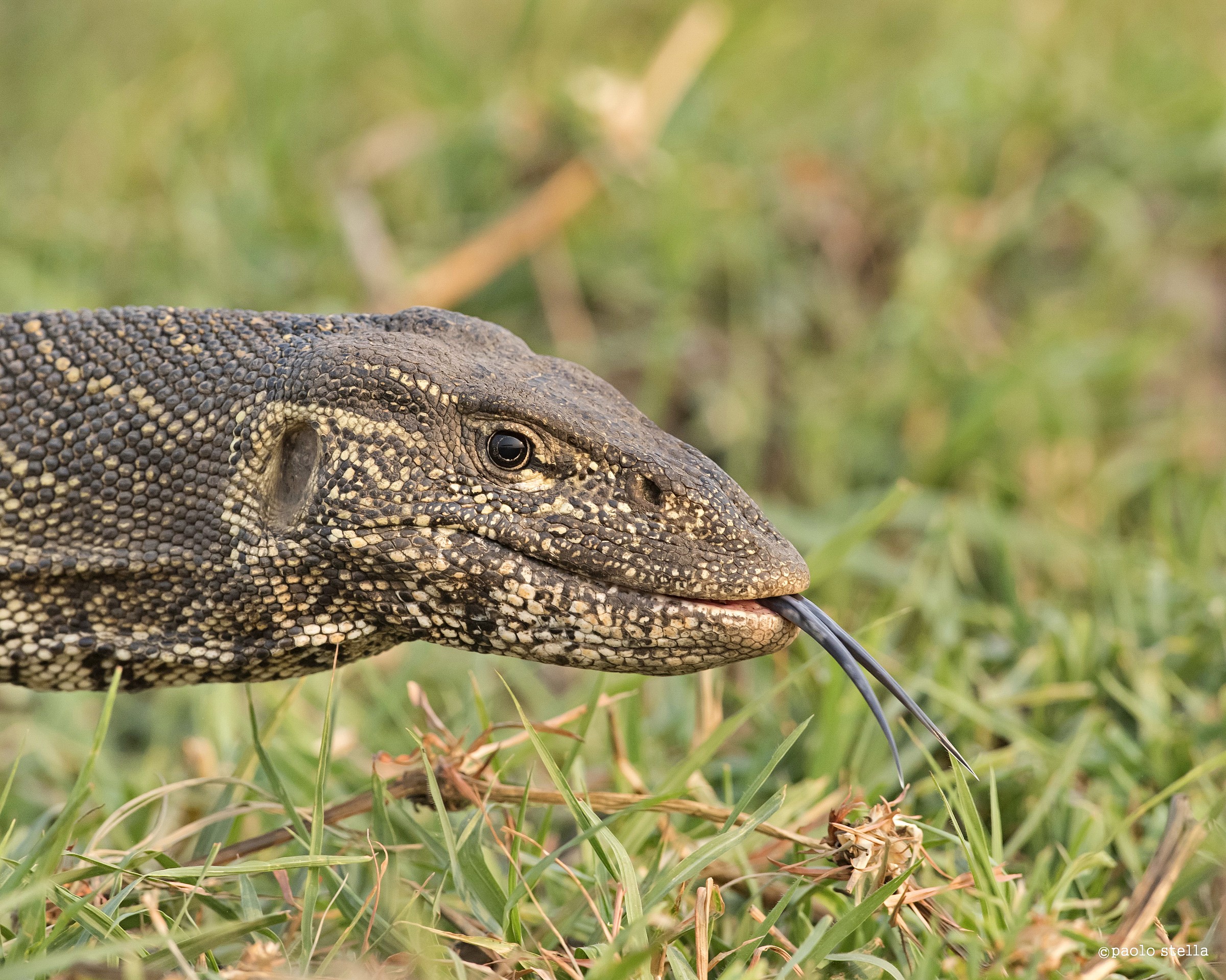 close-up - water monitor-lizard