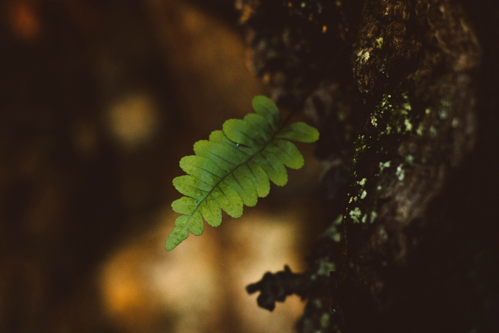 Secrets of the Forest