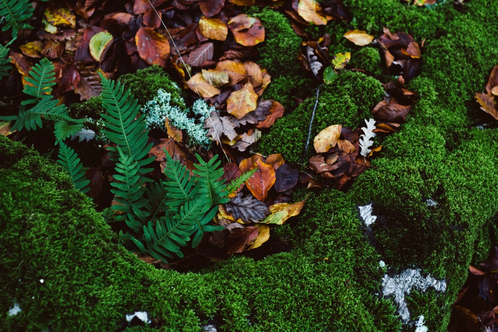 Secrets of the Forest II