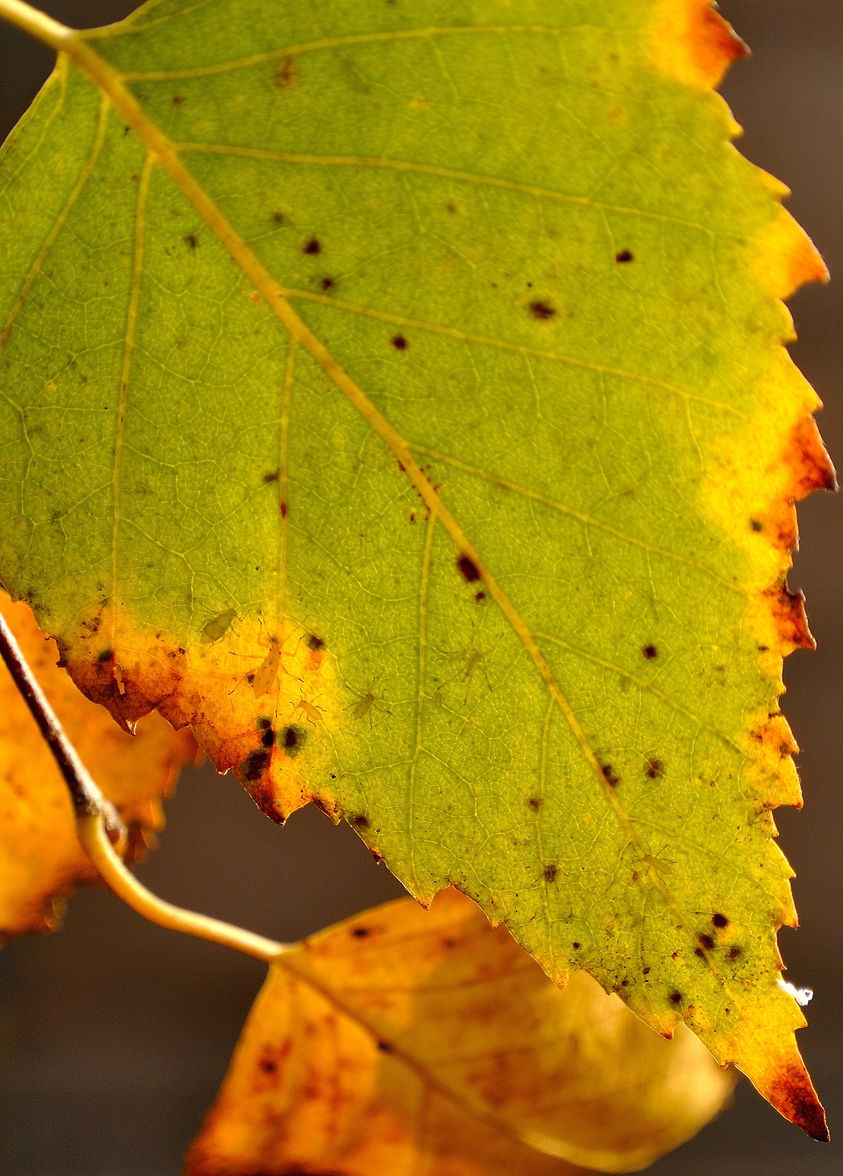 Last sunbathing ....