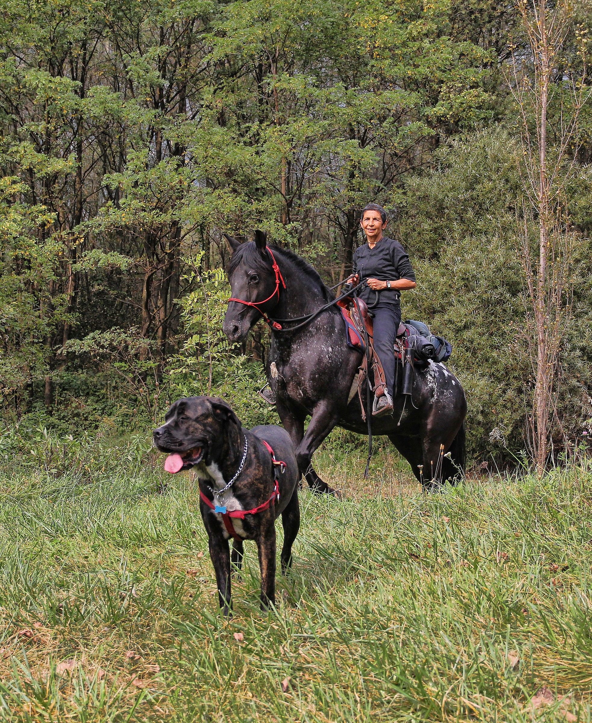 the three blackberries
