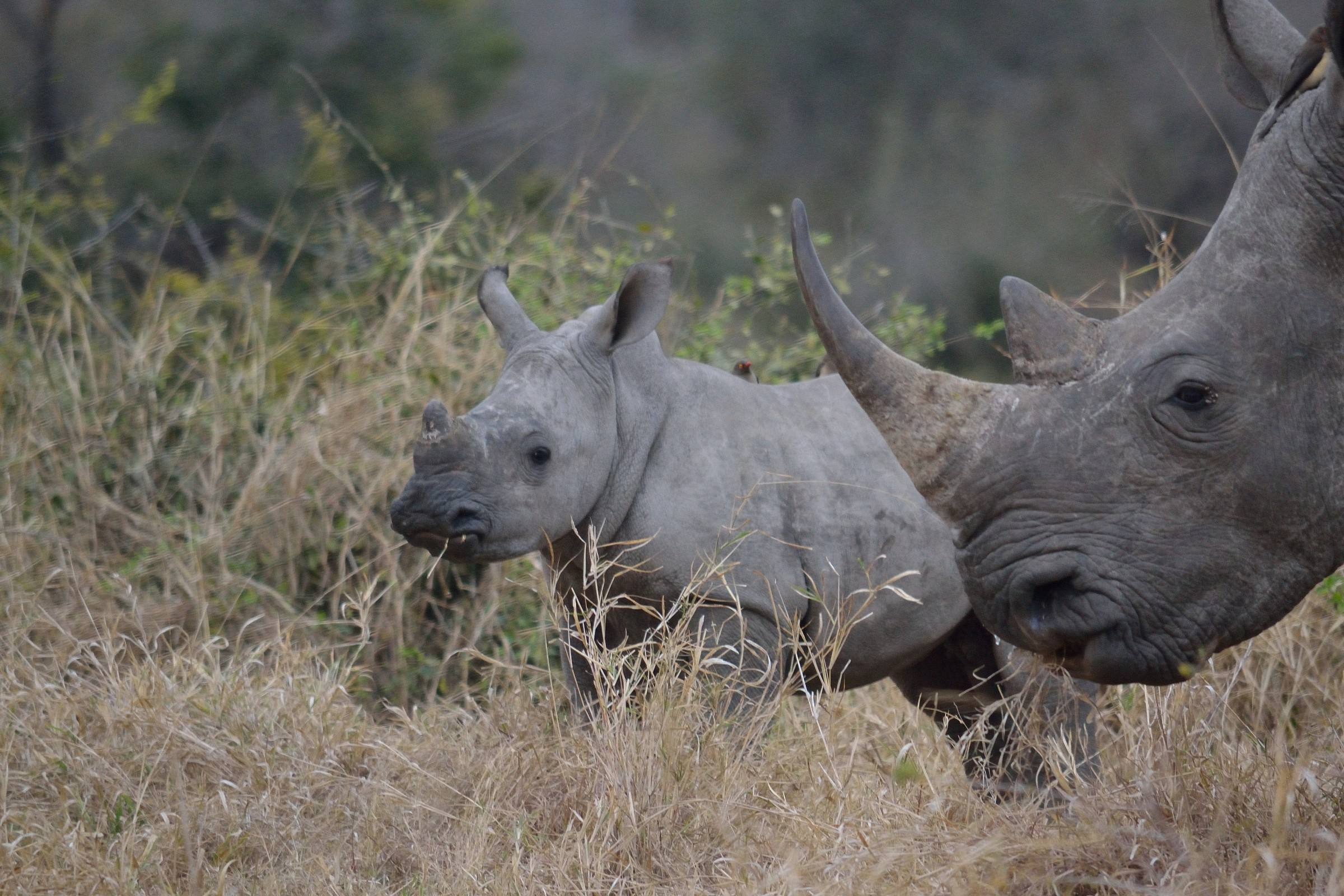 Family of rhinos