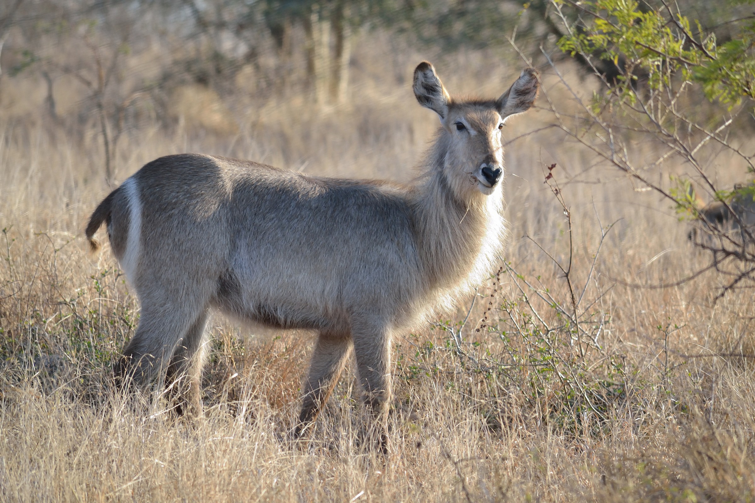 waterbuck