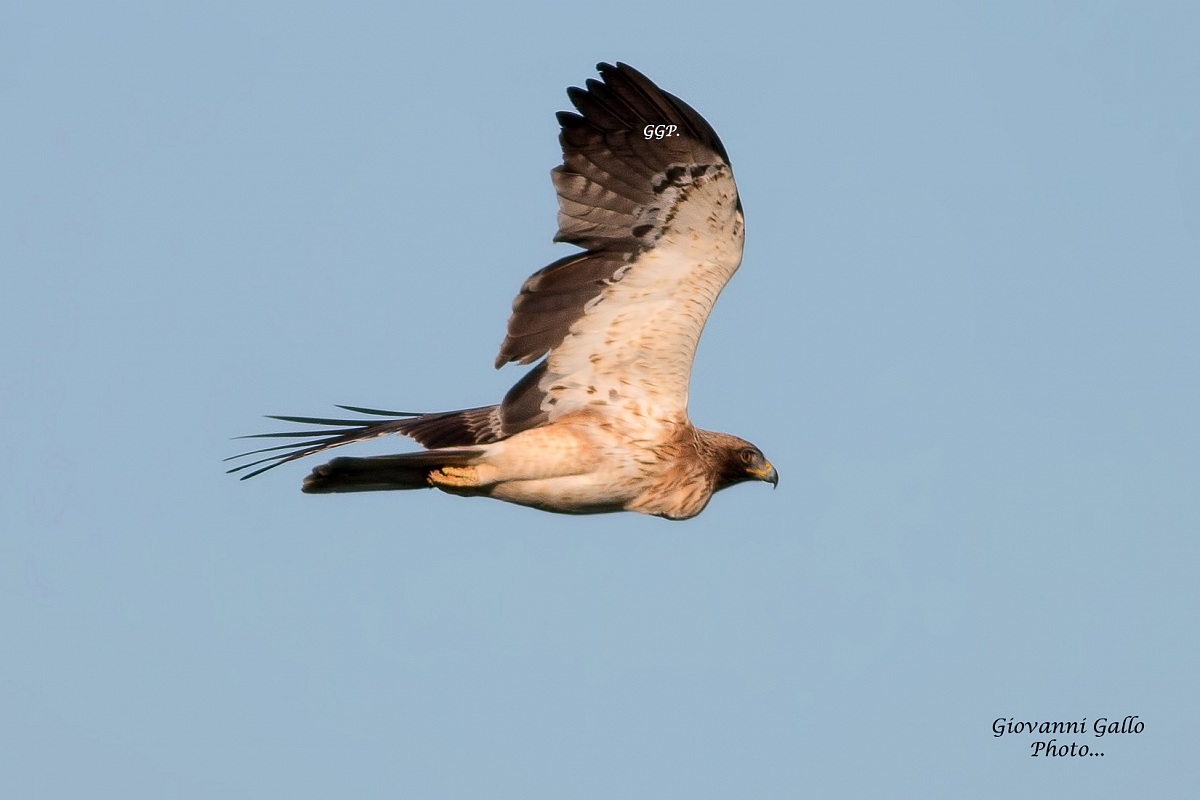 Aquila Minore (Hieraaetus pennatus)