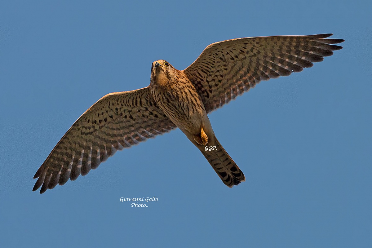 Gheppio (Falco Tinnunculus)