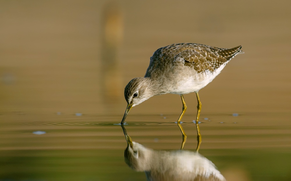 wood sandpiper