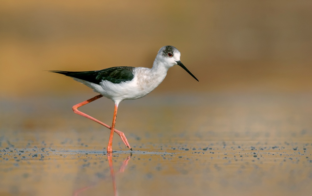 black winged stilt
