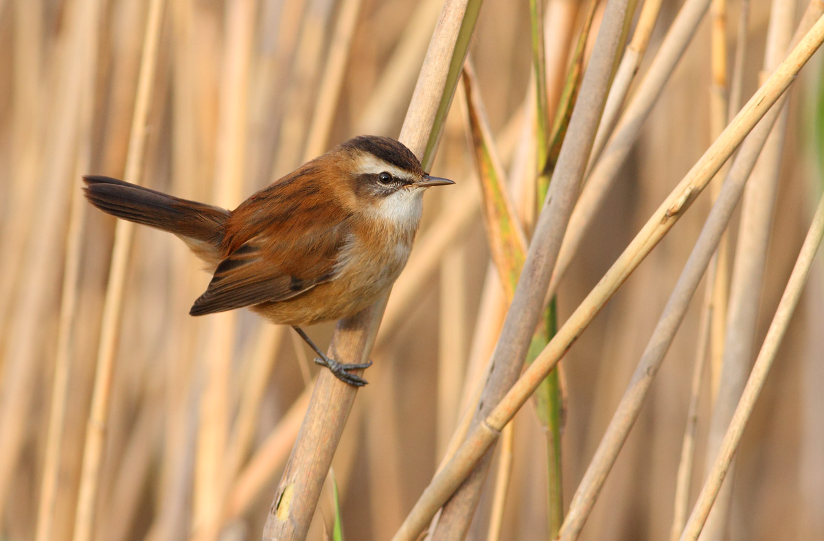 Moustached Warbler