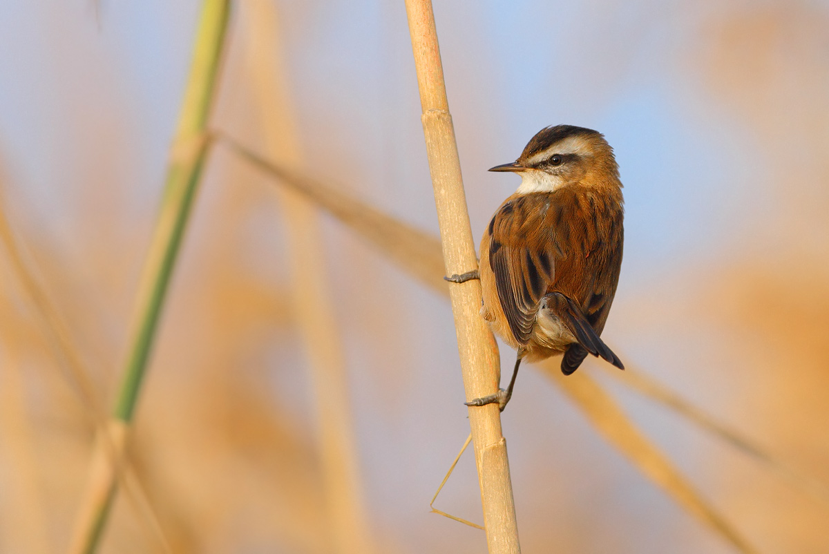 Moustached Warbler