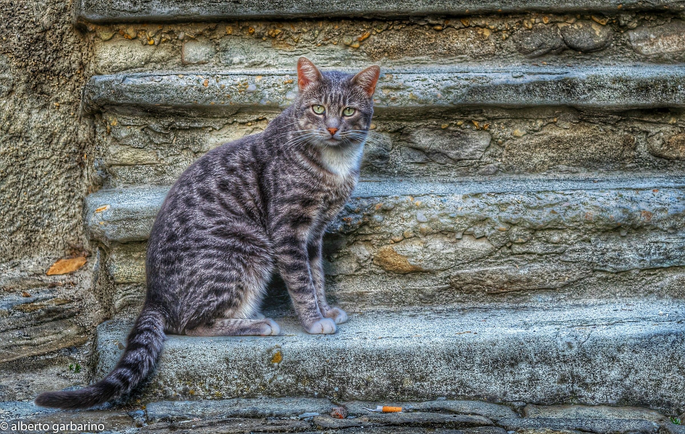 Gatto sugli scalini di pietra