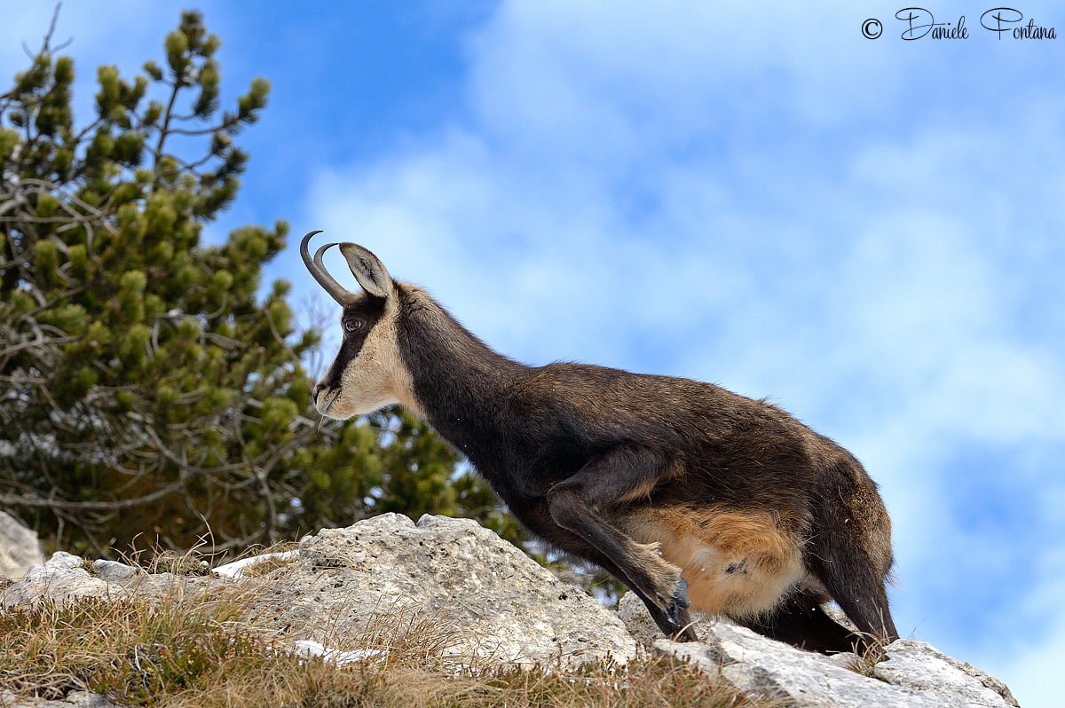 Chamois