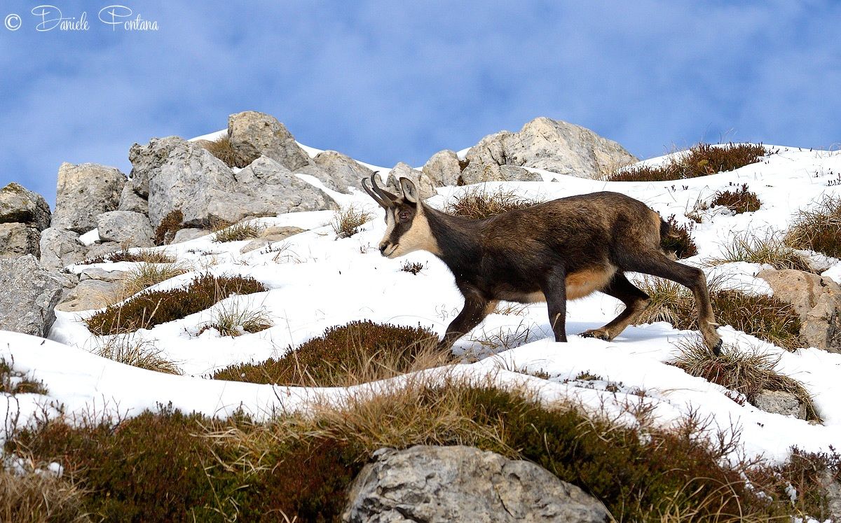 Chamois