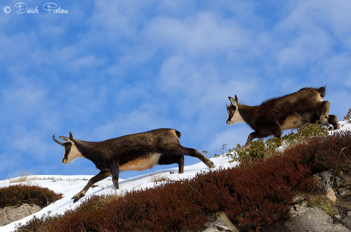 Chamois