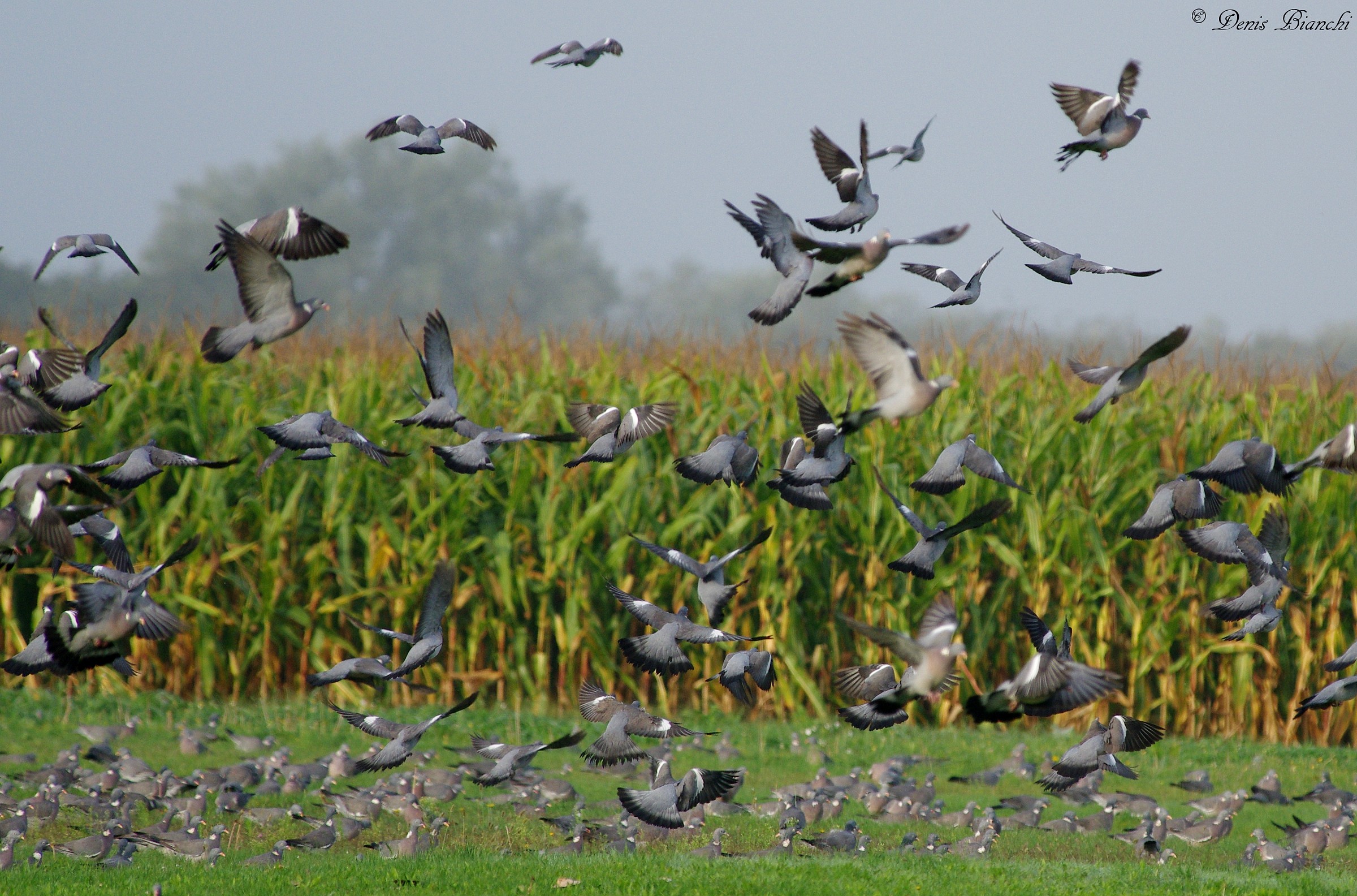 Stormo colombacci  nell'erba (aviosuperficie Mesola)