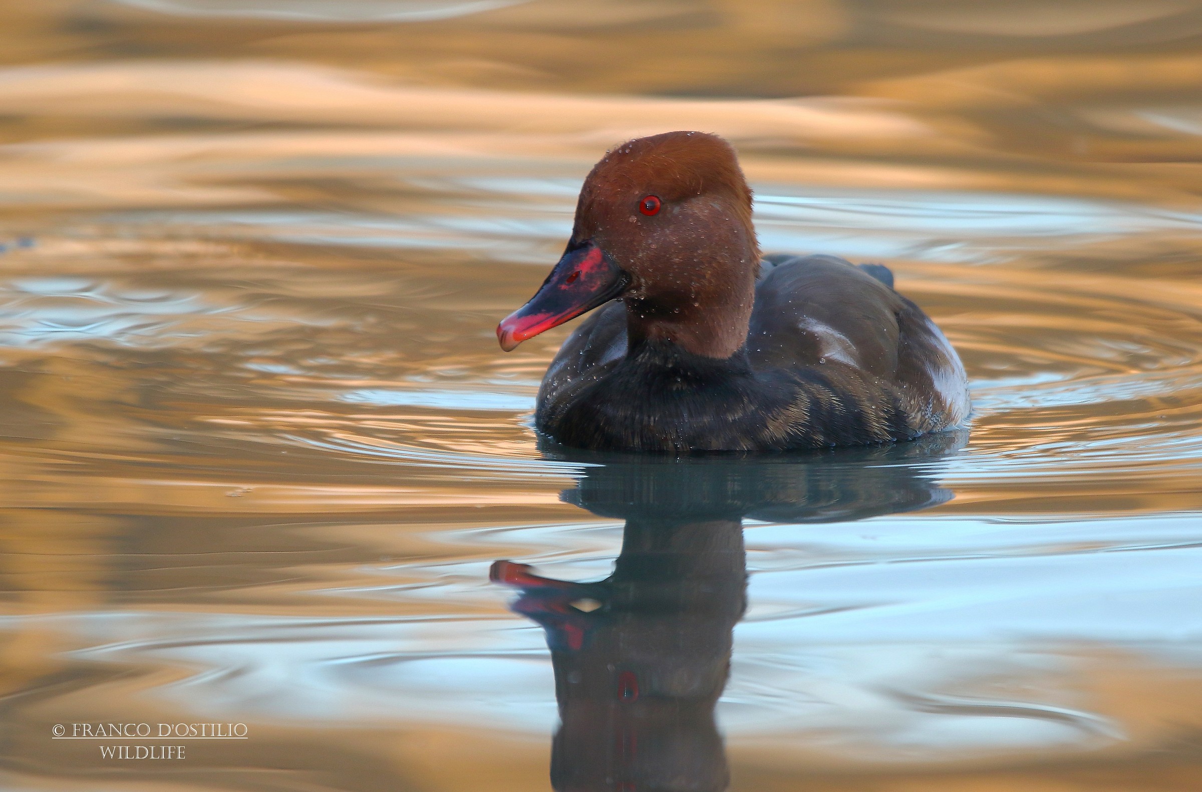 Red-crested turkish