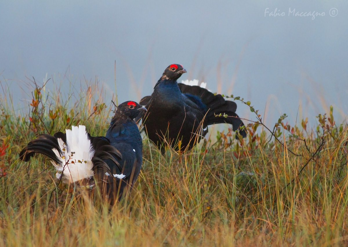 Prima della contesa - Gallo forcello