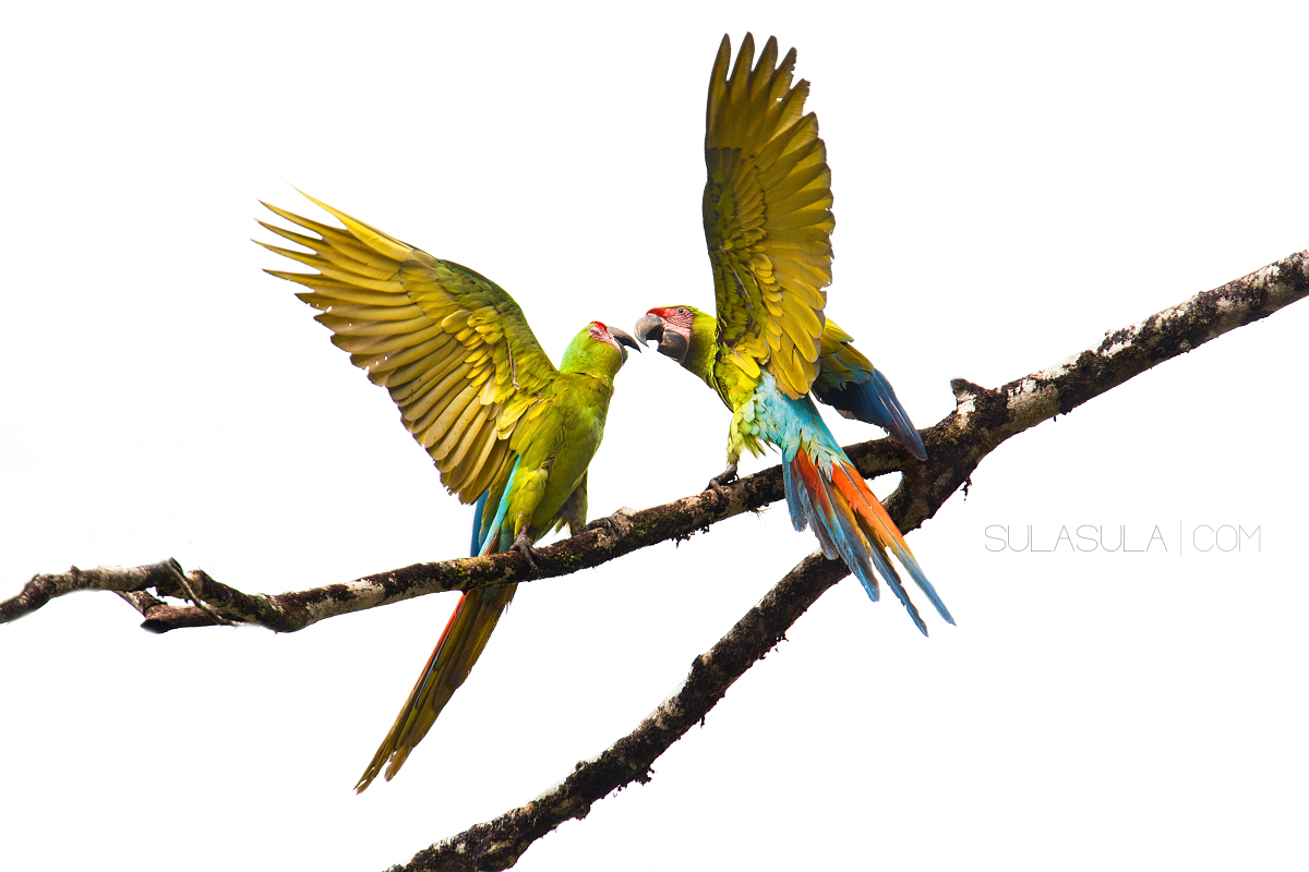 Grande Verde Ara | Costa Rica